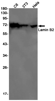 Lamin B2 Rabbit mAb