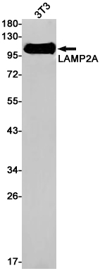 LAMP2A Rabbit mAb