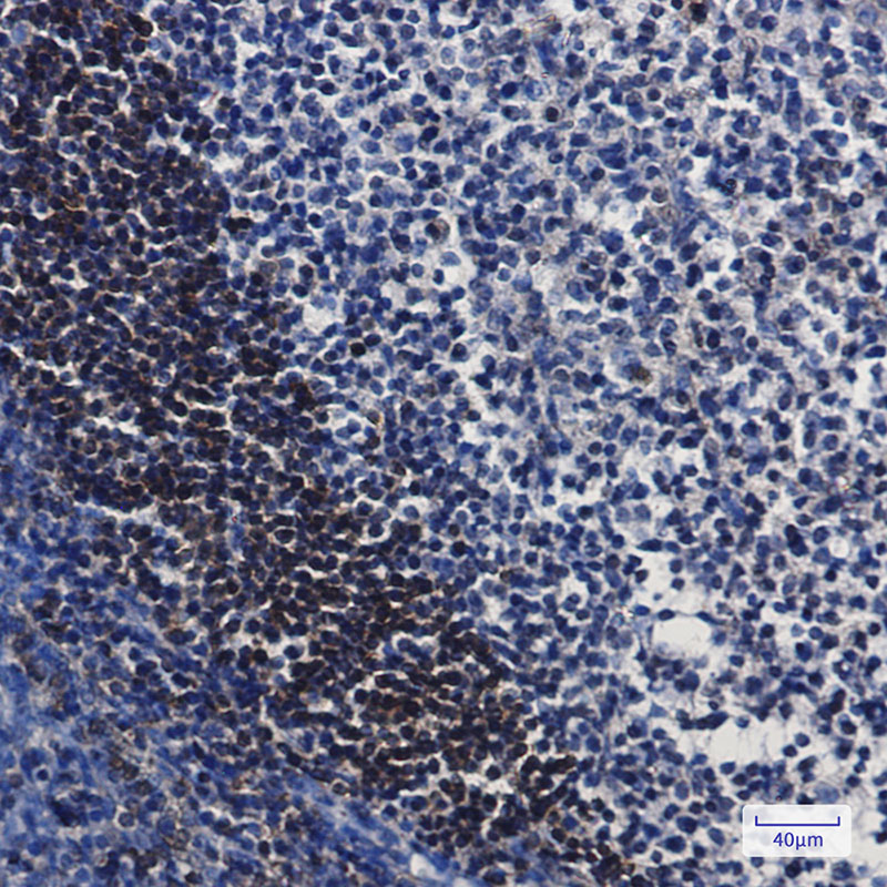 Leukotriene A4 Hydrolase Rabbit mAb