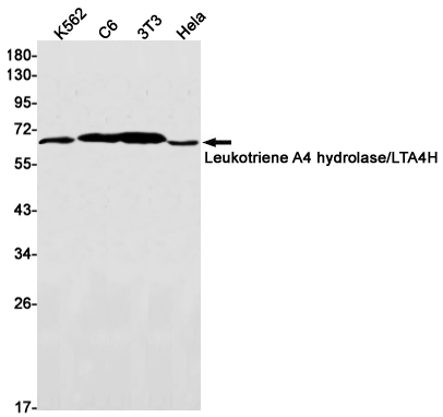 Leukotriene A4 Hydrolase Rabbit mAb