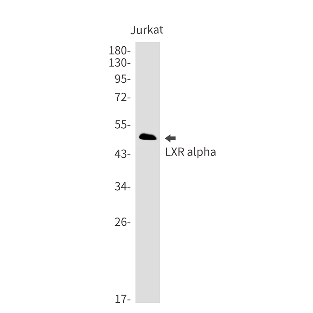 LXR alpha Rabbit mAb