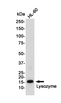 Lysozyme Rabbit mAb