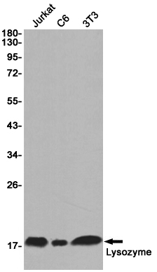 Lysozyme Rabbit mAb