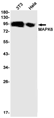 MAPK6 Rabbit mAb