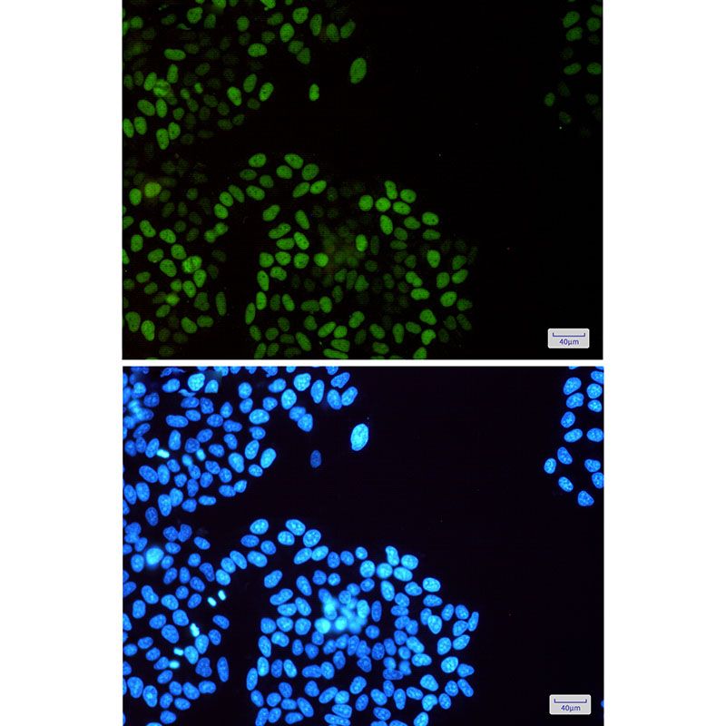 Phospho-MCM2 (Ser108) Rabbit mAb