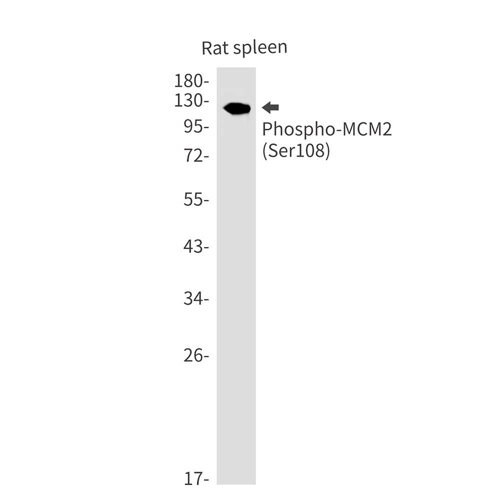 Phospho-MCM2 (Ser108) Rabbit mAb