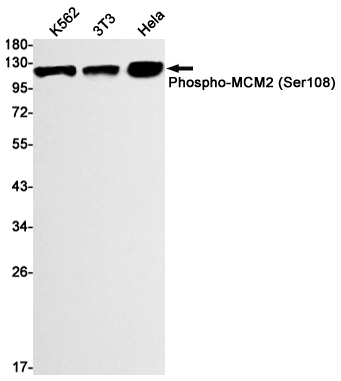 Phospho-MCM2 (Ser108) Rabbit mAb