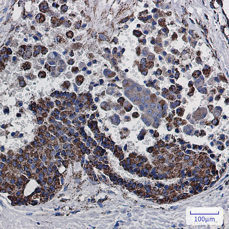 MDH2 Rabbit mAb