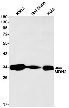 MDH2 Rabbit mAb