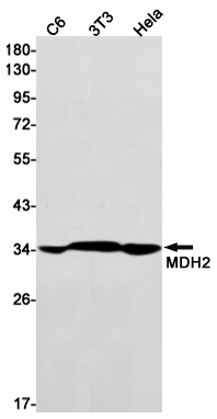 MDH2 Rabbit mAb