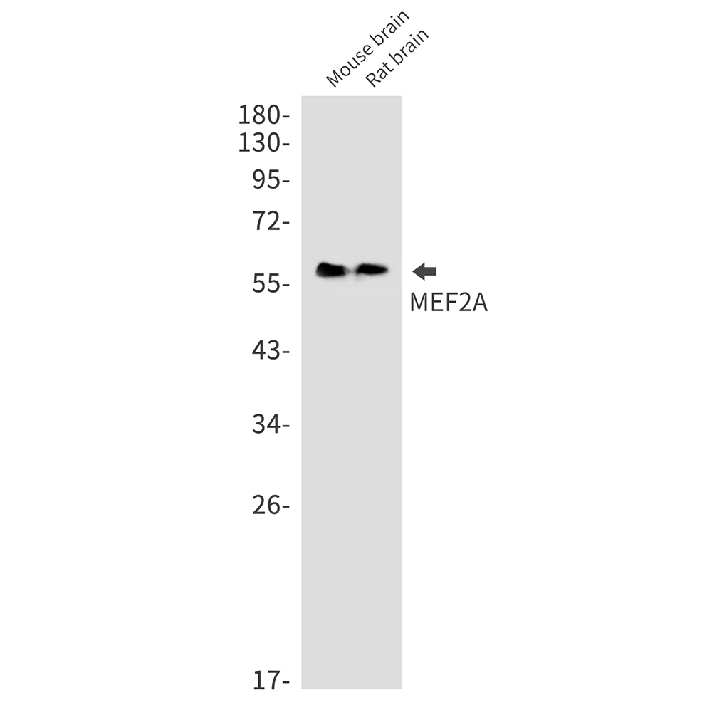 MEF2A Rabbit mAb