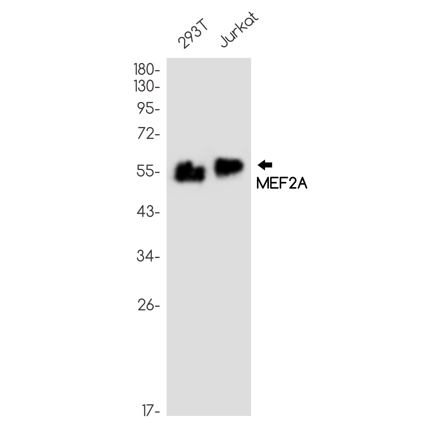 MEF2A Rabbit mAb