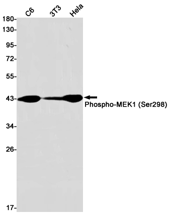 Phospho-MEK1 (Ser298) Rabbit mAb