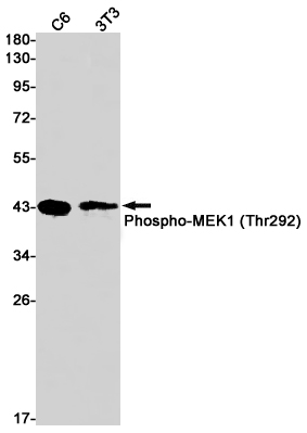 Phospho-MEK1 (Thr292) Rabbit mAb