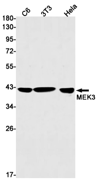 MEK3 Rabbit mAb