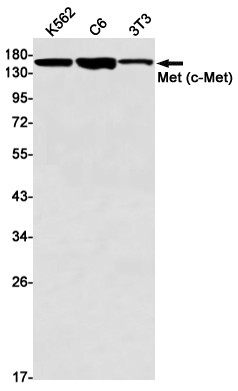 c-Met Rabbit mAb