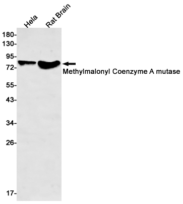 Methylmalonyl Coenzyme A mutase Rabbit mAb