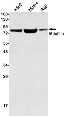 Mitofilin Rabbit mAb