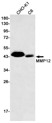 MMP12 Rabbit mAb