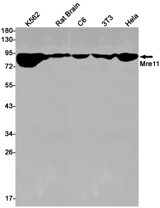 Mre11 Rabbit mAb