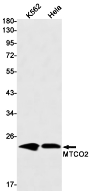 MTCO2 Rabbit mAb