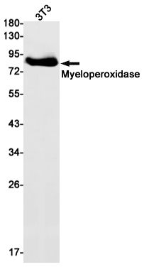 Myeloperoxidase Rabbit mAb