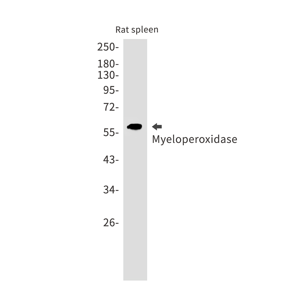 Myeloperoxidase Rabbit mAb