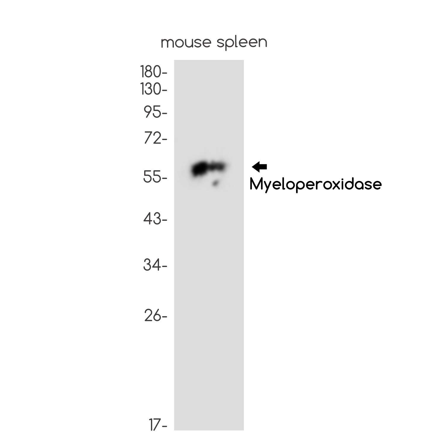 Myeloperoxidase Rabbit mAb