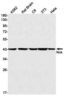 NCK1 Rabbit mAb