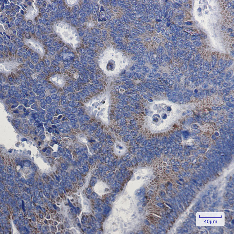 NDUFA1 Rabbit mAb