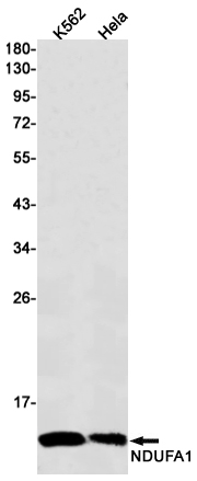 NDUFA1 Rabbit mAb