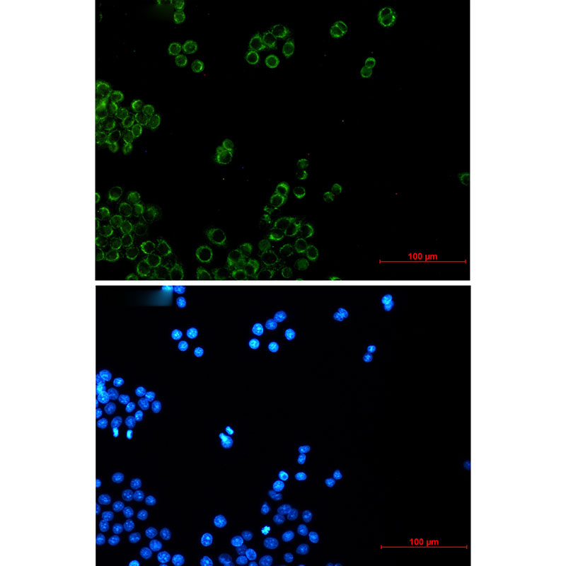 NDUFB4 Rabbit mAb