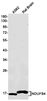 NDUFB4 Rabbit mAb