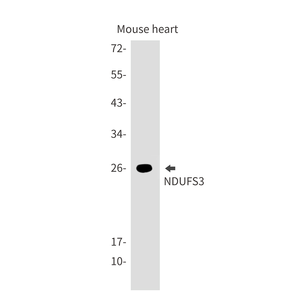 NDUFS3 Rabbit mAb