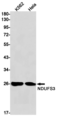 NDUFS3 Rabbit mAb