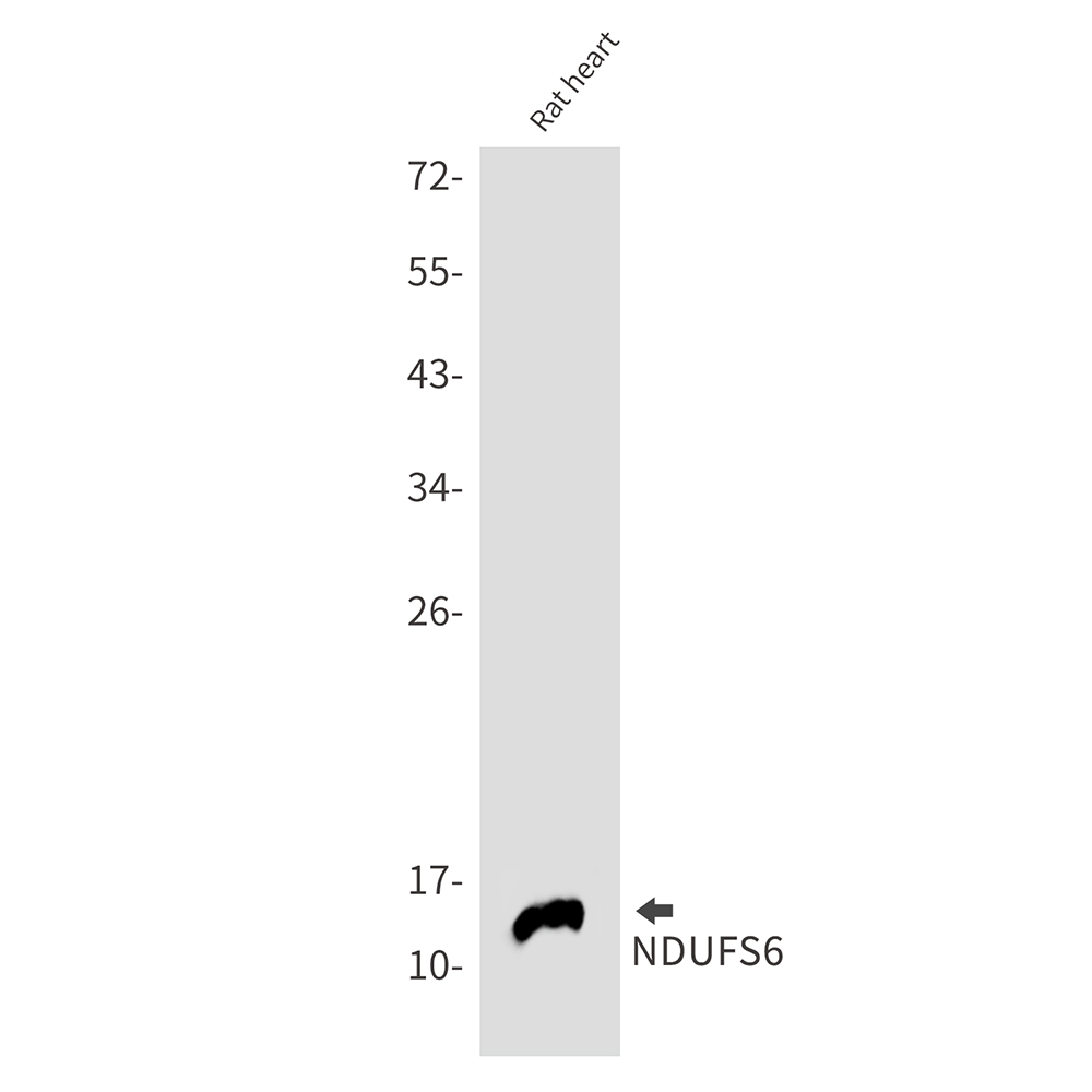 NDUFS6 Rabbit mAb