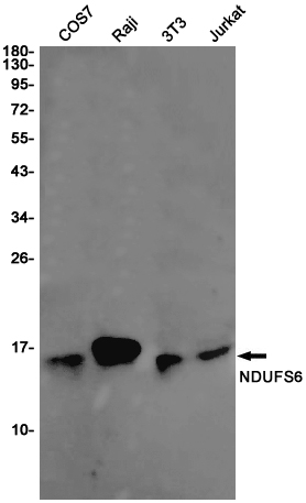 NDUFS6 Rabbit mAb