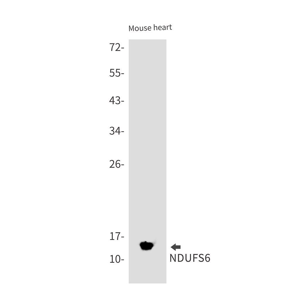 NDUFS6 Rabbit mAb