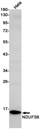 NDUFS6 Rabbit mAb