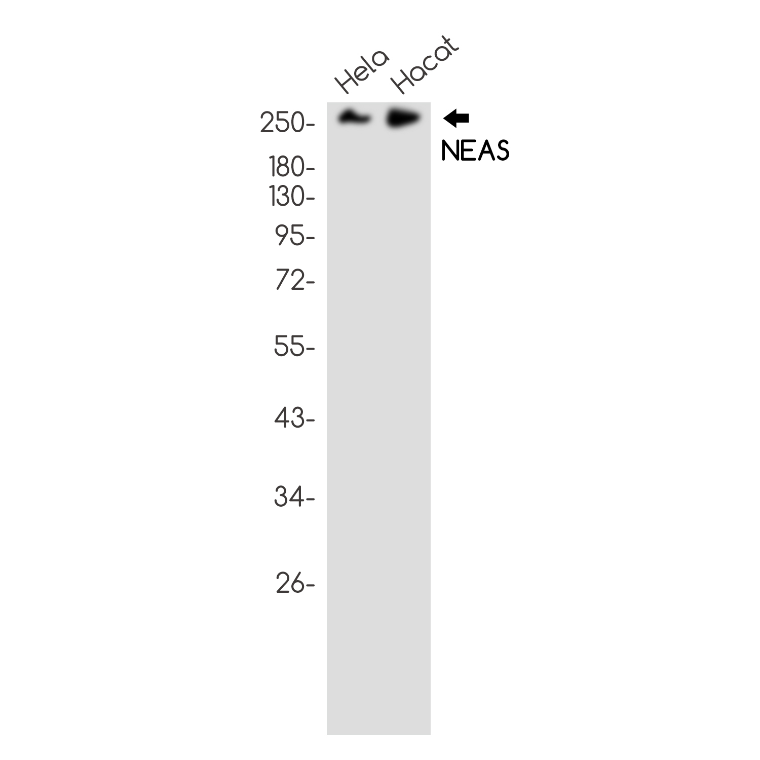 NEAS Rabbit mAb