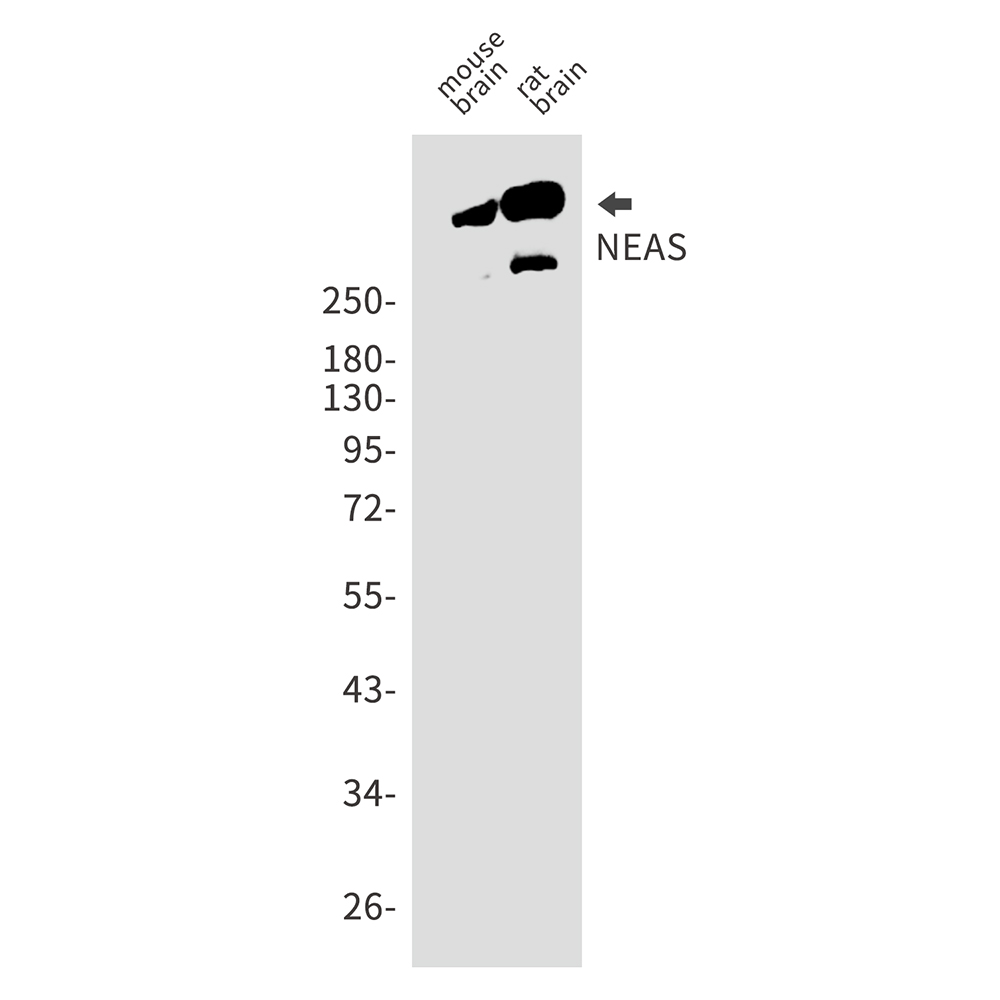 NEAS Rabbit mAb