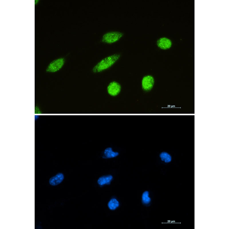 NeuN Rabbit mAb