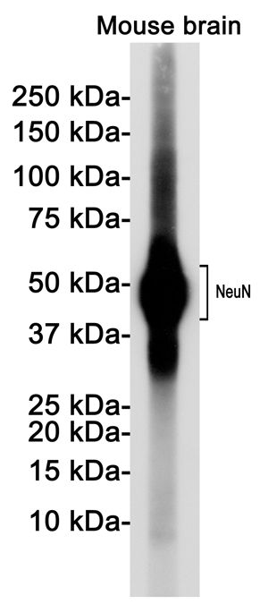 NeuN Rabbit mAb