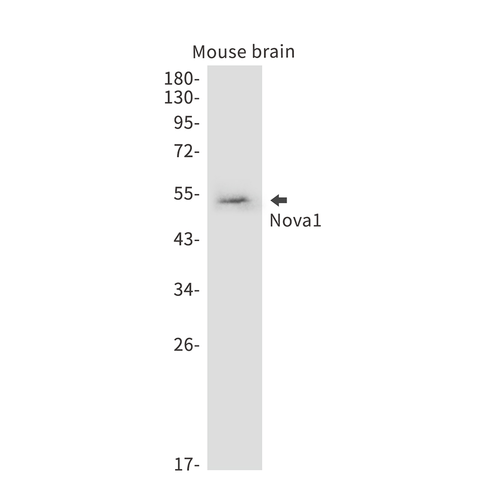 Nova1 Rabbit mAb