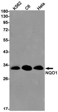 NQO1 Rabbit mAb