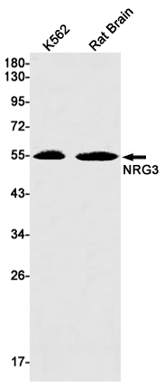 NRG3 Rabbit mAb