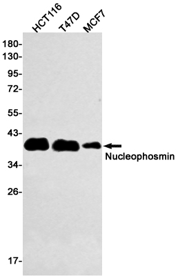 Nucleophosmin Rabbit mAb