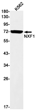 NXF1 Rabbit mAb