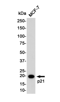 p21 Rabbit mAb