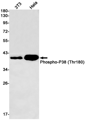 Phospho-p38 (Thr180) Rabbit mAb